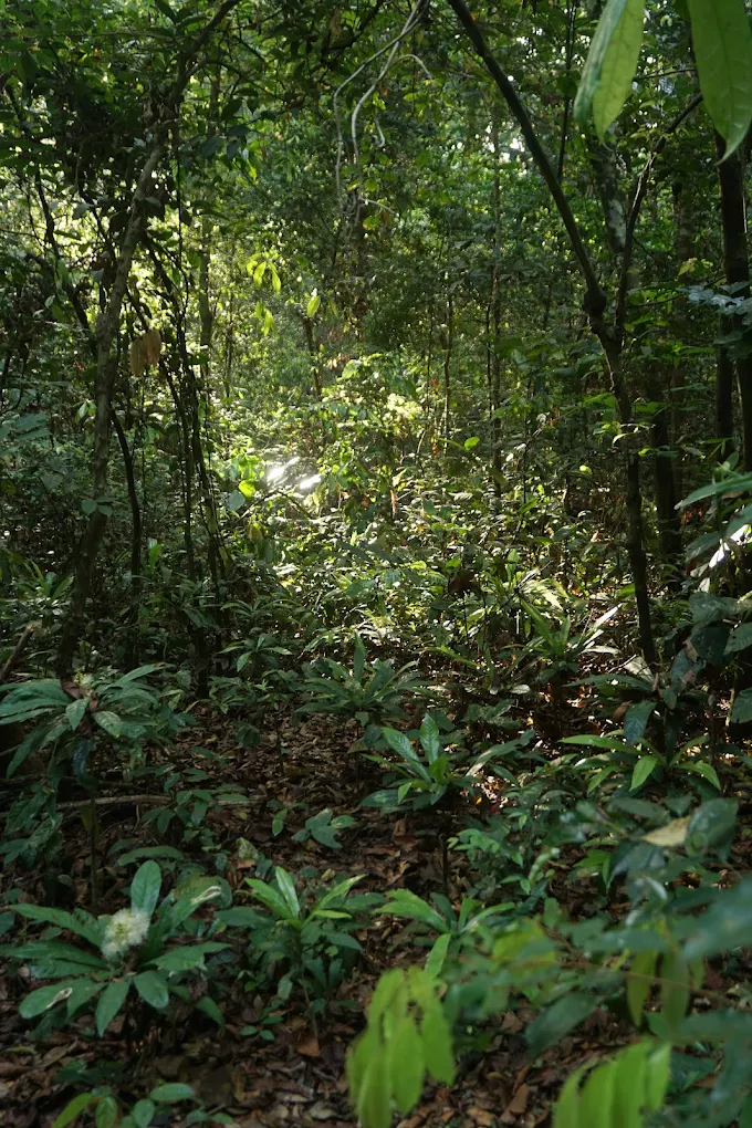 Parc national de Taï